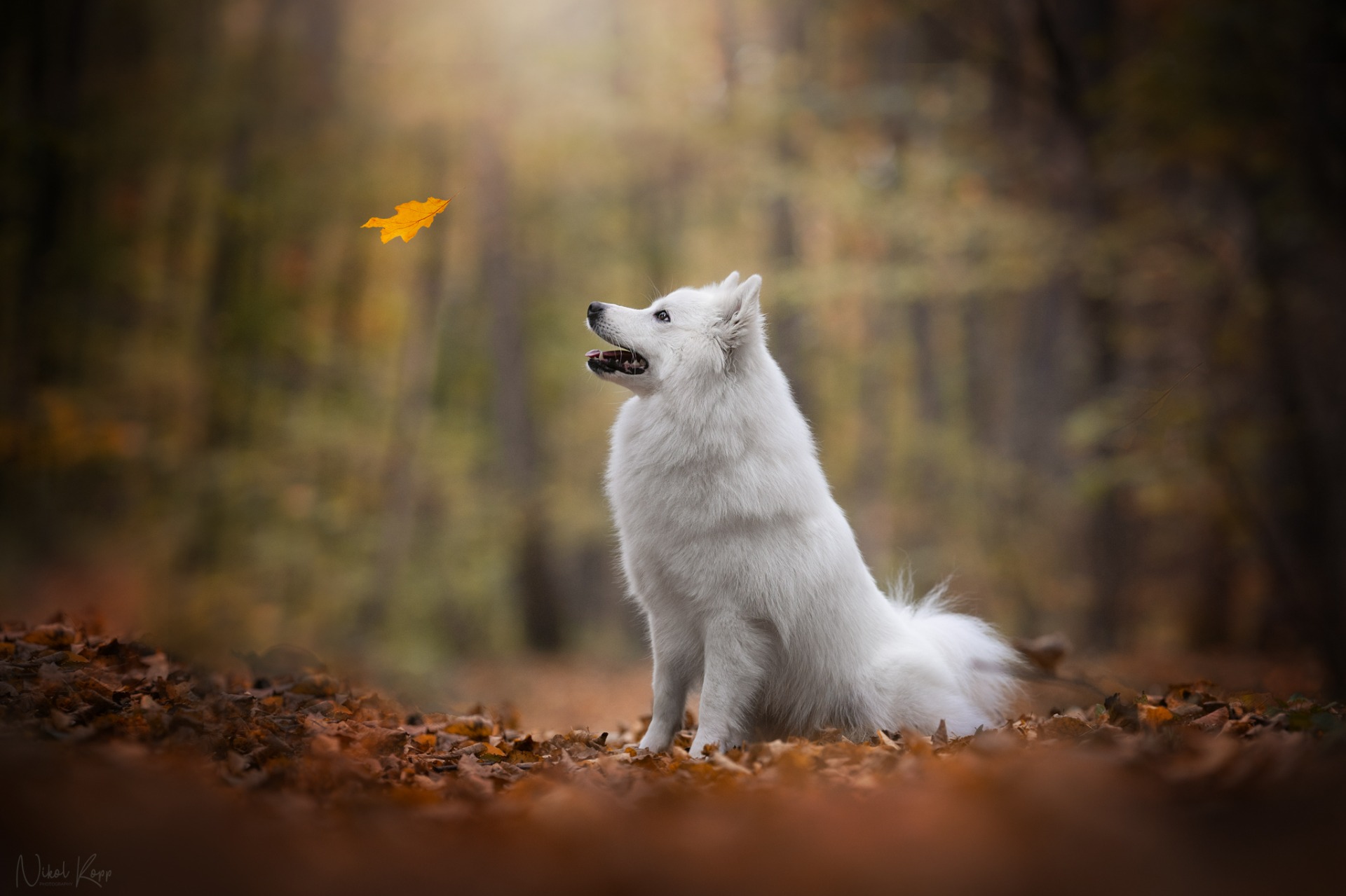 © Nikol Kopp